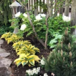 hosta-autumn-frost-4