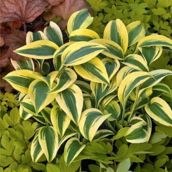 hosta-autumn-frost-m-1