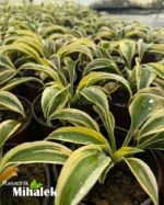 Hosta "Autumn Frost" - Slika 2