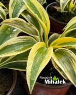 Hosta "Autumn Frost" - Slika 3