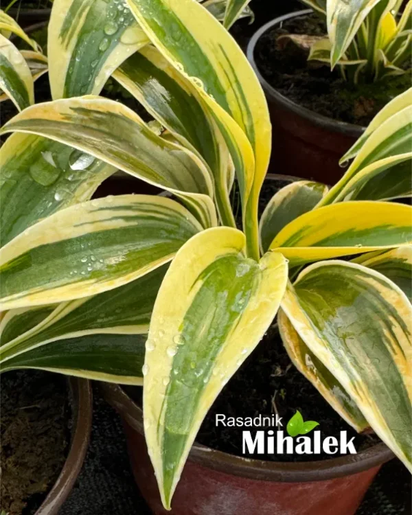 Hosta "Autumn Frost" - Slika 3