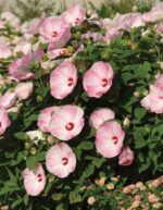 mocvarni-hibiskus-luna-pink-swirl-1