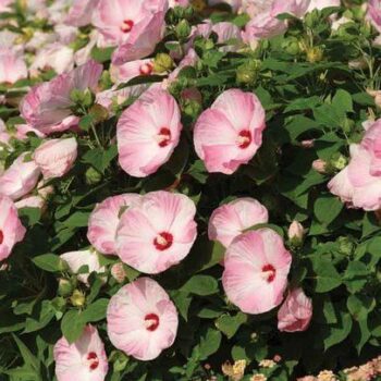 mocvarni-hibiskus-luna-pink-swirl-1