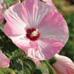 mocvarni-hibiskus-luna-pink-swirl-2