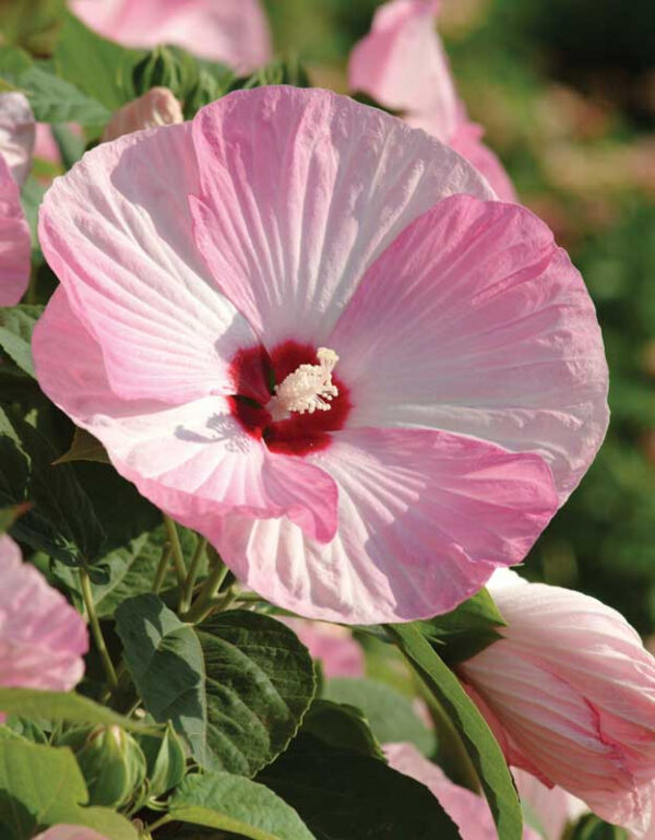 mocvarni-hibiskus-luna-pink-swirl-2