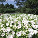 mocvarni-hibiskus-luna-white-1