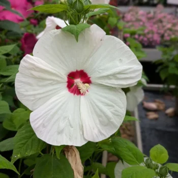 mocvarni-hibiskus-luna-white-2