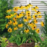 rudbeckia-fulgida-goldsturm-1