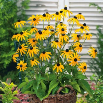 rudbeckia-fulgida-goldsturm-1