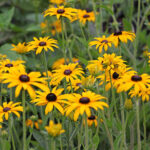 rudbeckia-fulgida-goldsturm-2