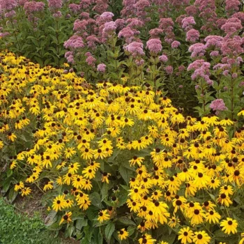 rudbeckia-fulgida-goldsturm-3