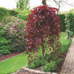 Fagus-sylvatica-Purpurea-Pendula-1