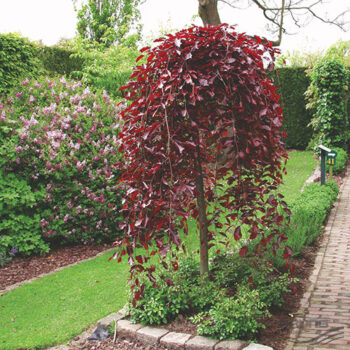 Fagus-sylvatica-Purpurea-Pendula-1