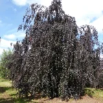 Fagus-sylvatica-Purpurea-Pendula-2