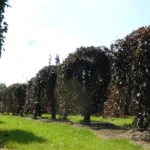 Fagus-sylvatica-Purpurea-Pendula-3