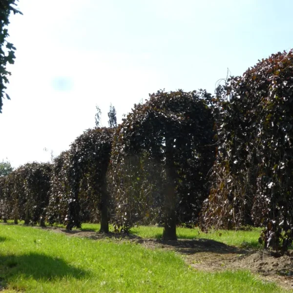 Fagus-sylvatica-Purpurea-Pendula-3