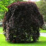 Fagus-sylvatica-Purpurea-Pendula-4