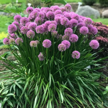 allium-millenium-1