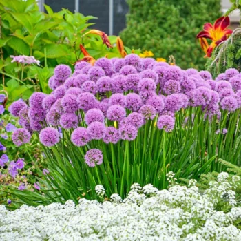 allium-millenium-2