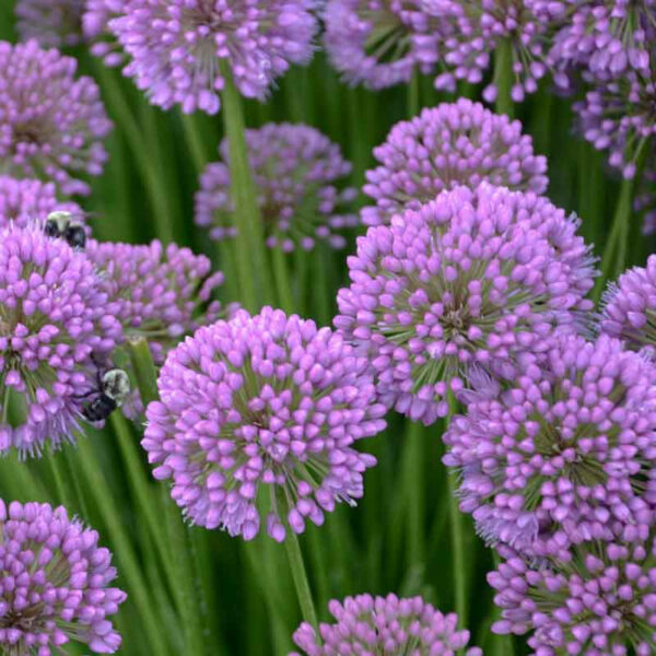 allium-millenium-3