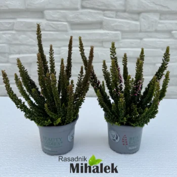 calluna-beauty-ladies-skyline-tamno-zelena