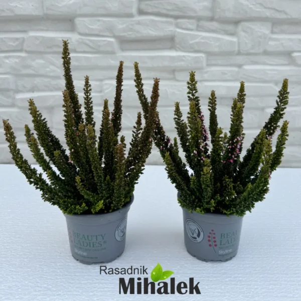 calluna-beauty-ladies-skyline-tamno-zelena