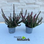 calluna-beauty-ladies-tamno-zelena-nova