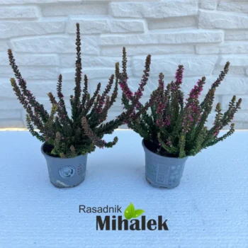 calluna-beauty-ladies-tamno-zelena-nova
