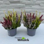 calluna-beauty-ladies-tricolor-v2