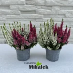 calluna-beauty-ladies-twins-1