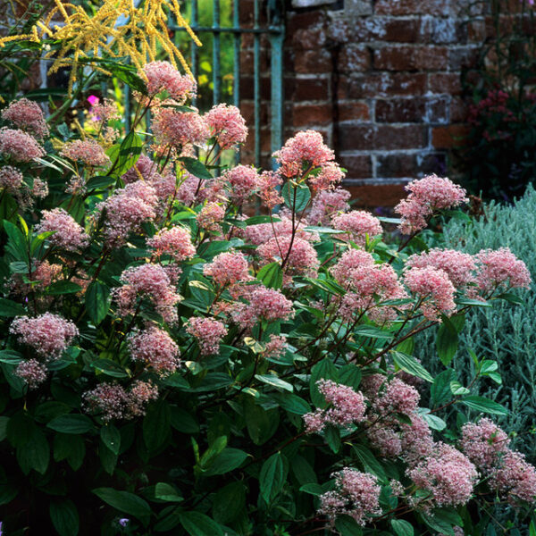 Ceanothus "Marie Simon" - kalifornijski jorgovan - Slika 2
