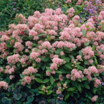 ceanothus-marie-simon-kalifornijski-jorgovan-2