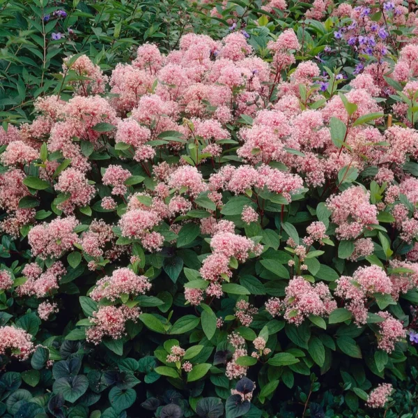 ceanothus-marie-simon-kalifornijski-jorgovan-2