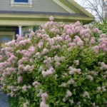 ceanothus-marie-simon-kalifornijski-jorgovan-3