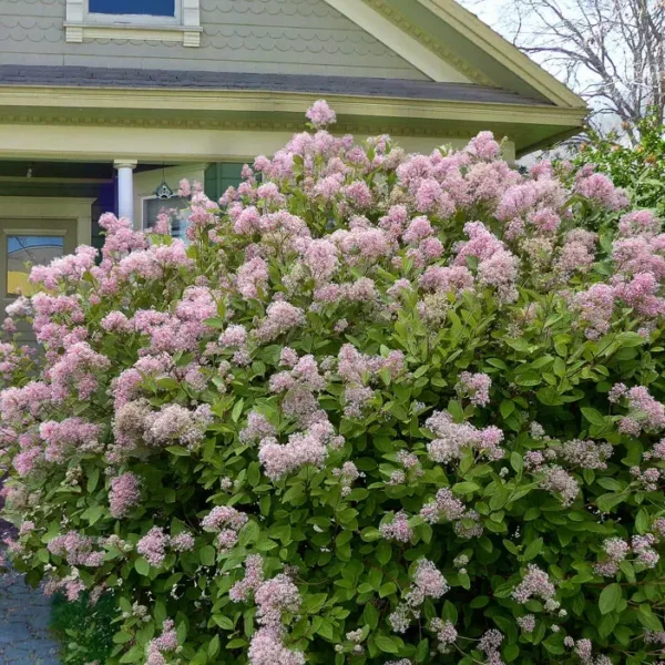 ceanothus-marie-simon-kalifornijski-jorgovan-3