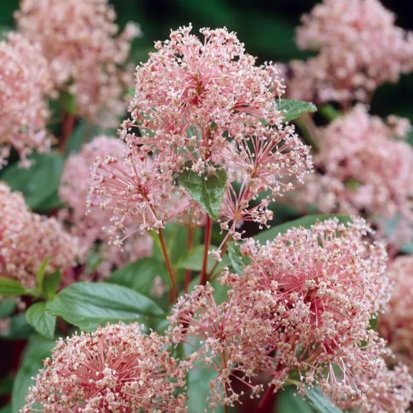 ceanothus-marie-simon-kalifornijski-jorgovan-4