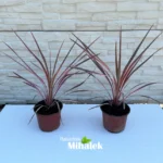 Cordyline "Southern Splendour" - Image 4