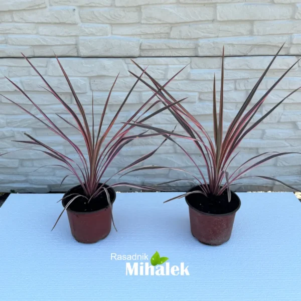 Cordyline "Southern Splendour" - Image 4