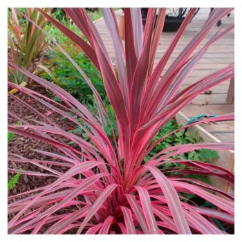 cordyline-southern-splendour-1