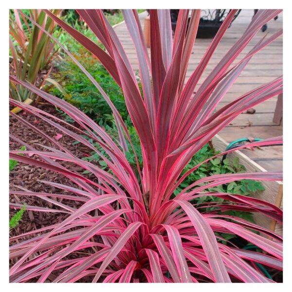 cordyline-southern-splendour-1