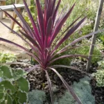 cordyline-southern-splendour-2