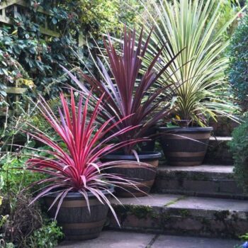 cordyline-southern-splendour-3