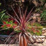 cordyline-southern-splendour-4