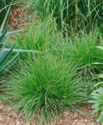 deschampsia-tardifolia-2
