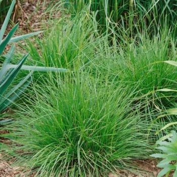 deschampsia-tardifolia-2