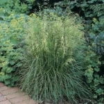 deschampsia-cespitosa-tardifolia-3