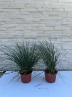 deschampsia-tardifolia-sadnice