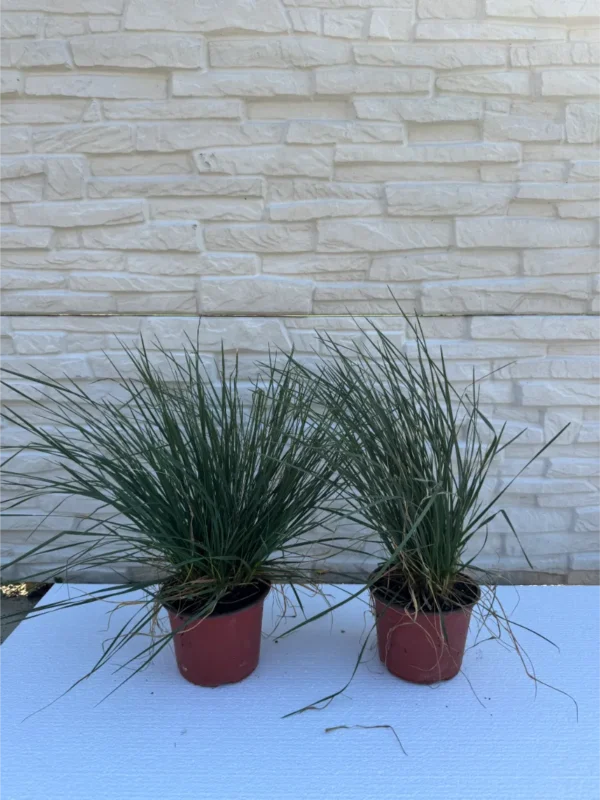 deschampsia-tardifolia-sadnice