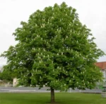 divlji-kesten-1