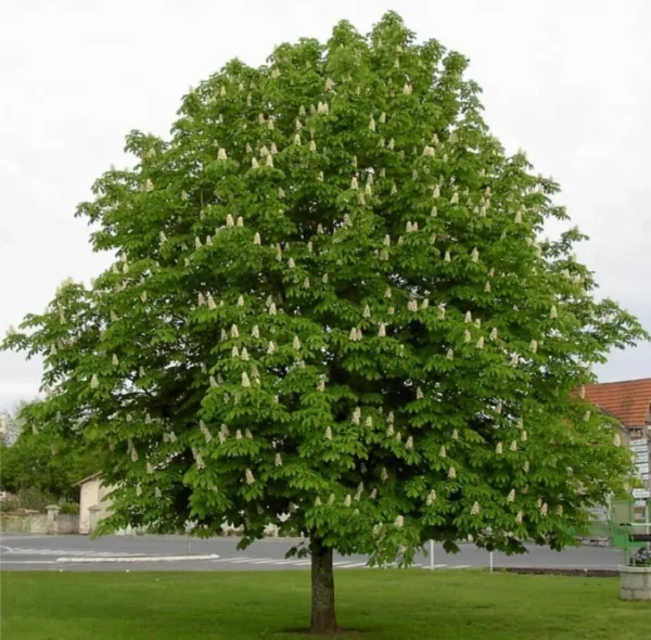 divlji-kesten-1